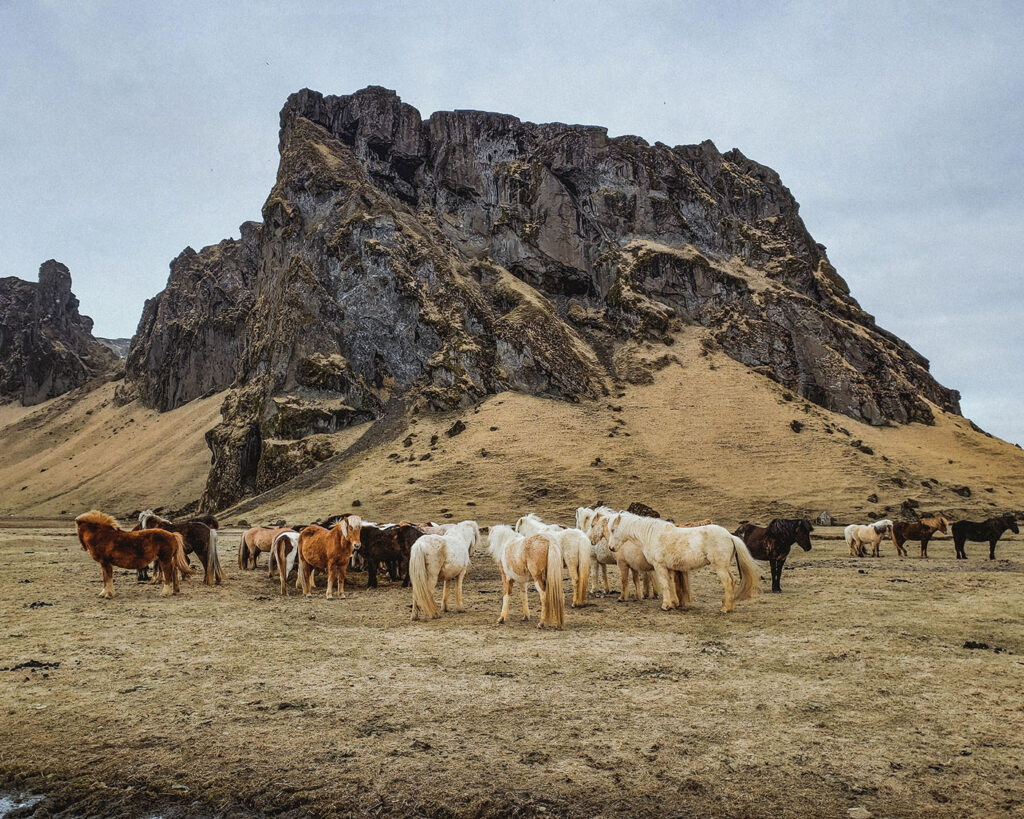 Cavalos, Islãndia
